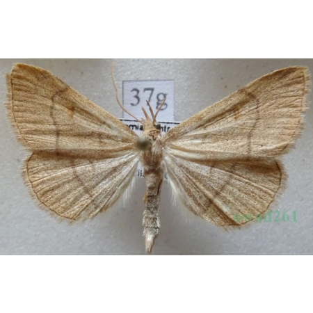 Paracolax tristalis (Fabricius, 1794) male Szczękalica brodźczyca Czech37g